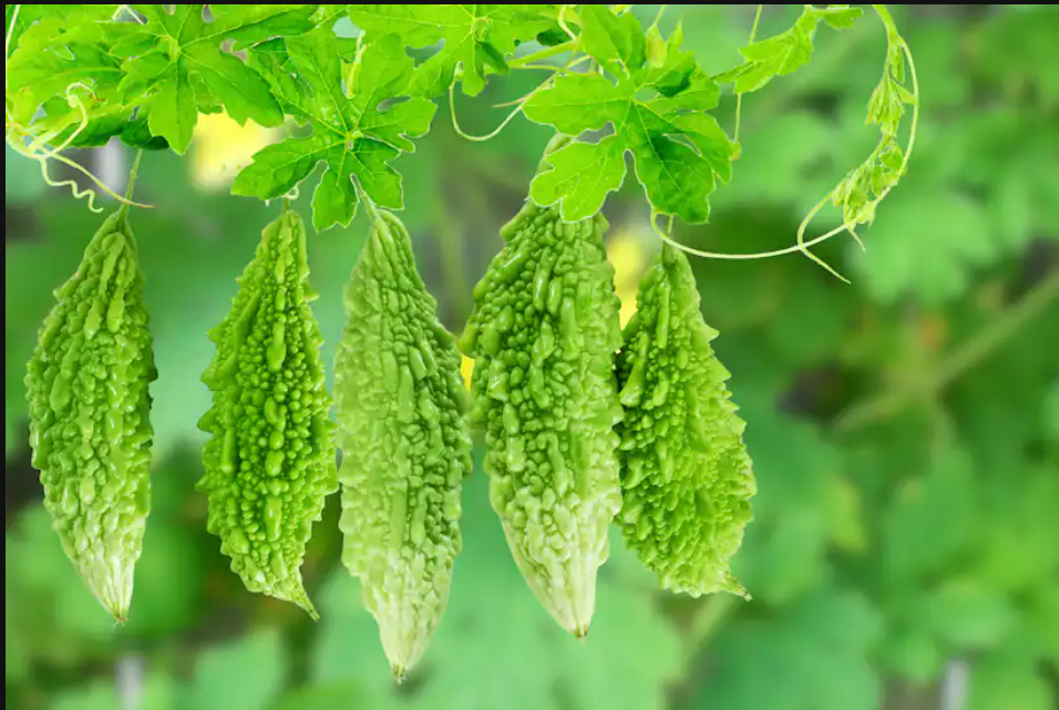 “இன்று கசப்பை ஏற்று சாப்பிடு… நாளை நோயில்லா வாழ்வு உன்னோடு நடக்கும்!”