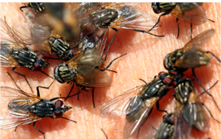 வீடு முழுவதும் ஊர்ந்து செல்லும் ஈக்களை (Flies) விரட்ட குறிப்புகள், சொன்னபடி செய்தால், அவை திரும்பி வராது. (The Rainy Season is full of Flies)