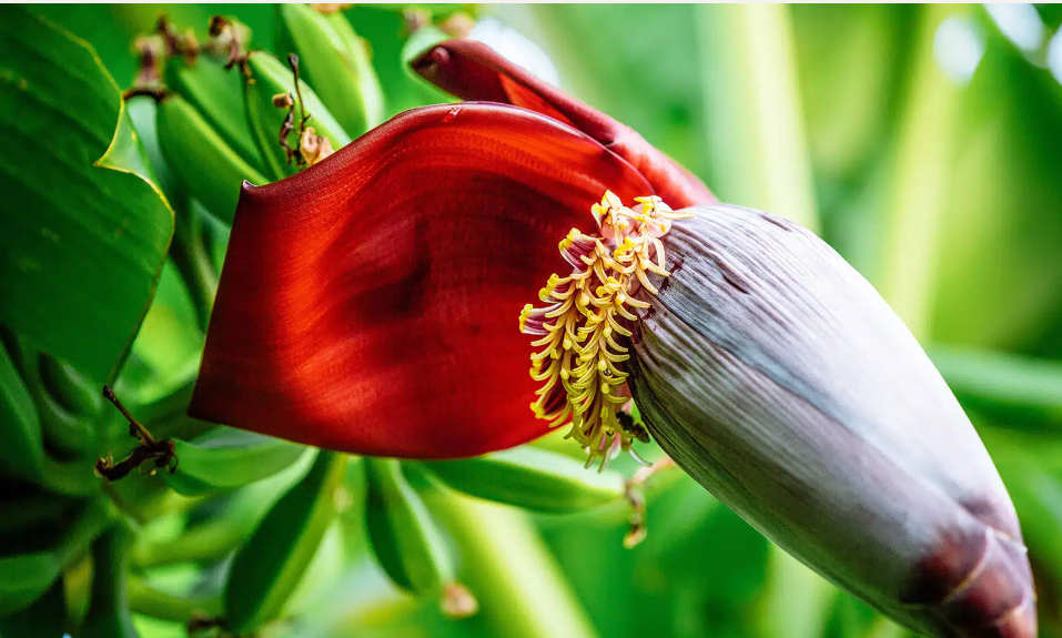 “ஒரே பூ… நூறு நன்மை! வாழைப்பூவின் மந்திரம் தெரியுமா?”(Banana flower)