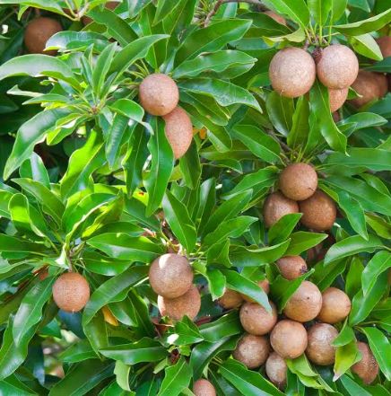 சப்போட்டா (Sapota) சாப்பிட்டால் சருமம் சாக்லேட் மாதிரி மென்மை!