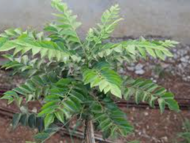 “ஒரே சிறிய இலை, உங்கள் உடல் முழுக்க சக்தி!”