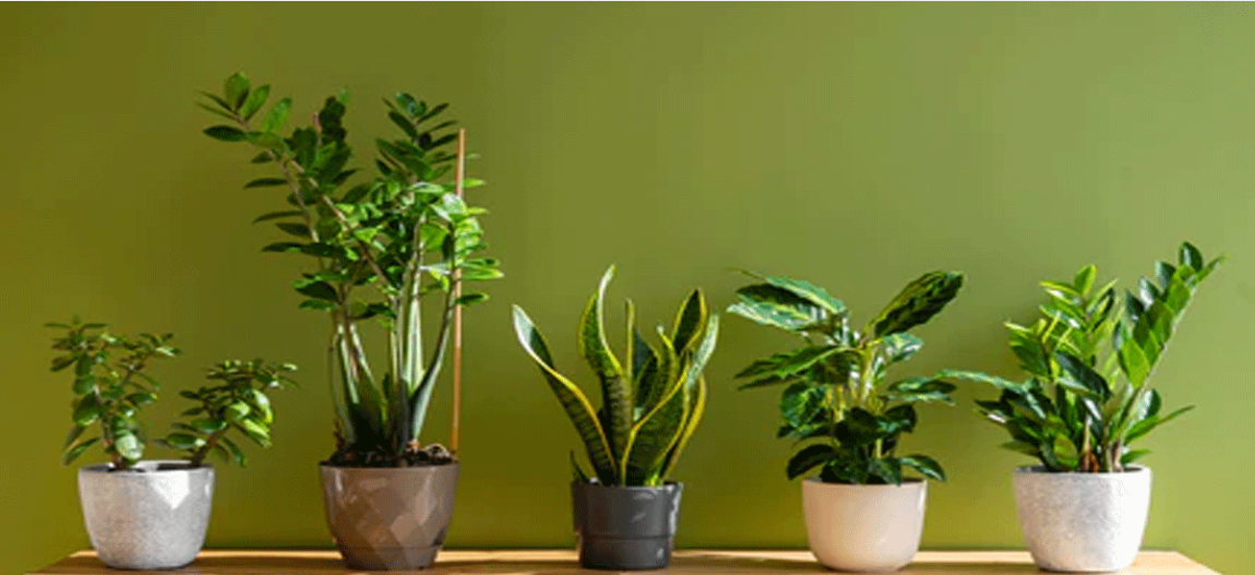 Oxygen Plants: உங்களுக்கு செடிகள் பிடிக்குமா? வீட்டில் இவை இருந்தால் ஆரோக்கியமும் செல்வமும் பெருகும்!