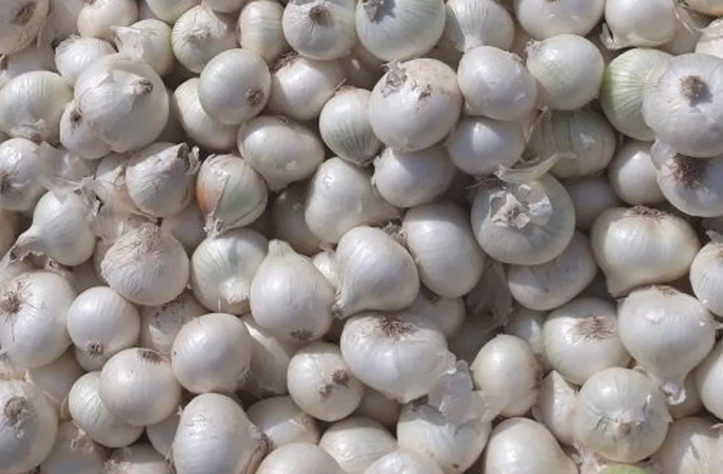 வெள்ளை வெங்காயத்தை லேசாக எடுத்துக் கொள்ளாதீர்கள்.. அவற்றில் உள்ள ஆரோக்கிய ரகசியங்களை நீங்கள் அறிந்தால்..
