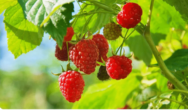 Screenshot 2025-11-14 154417