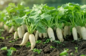 இந்த காய்கறியுடன் ஈறு நோய்க்கு குட்பை.. இது ஆரோக்கியத்திற்கு ஒரு அமுதம்..! நன்மைகள் தெரிந்தால்..