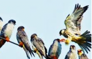 150 கிராம் உடல்… ஆனால் 6000 கிமீ பறக்கும் அதிசய வீரன்!