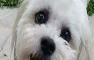 “நாய்குட்டி மரணத்தில் ரூ.44 கோடி அபராதம்”