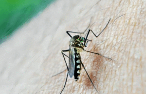 “டெங்குவுக்கு FULL STOP! ஒரு ஊசி போதும்…