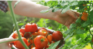 தக்காளி Vs சிறுநீரக கற்கள்: தக்காளி சாப்பிடுவதால் சிறுநீரக கற்கள் வருமா?