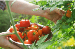 தக்காளி Vs சிறுநீரக கற்கள்: தக்காளி சாப்பிடுவதால் சிறுநீரக கற்கள் வருமா?