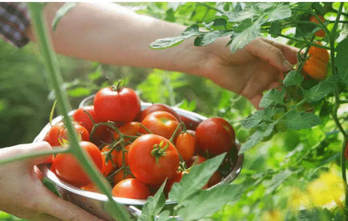 தக்காளி Vs சிறுநீரக கற்கள்: தக்காளி சாப்பிடுவதால் சிறுநீரக கற்கள் வருமா?