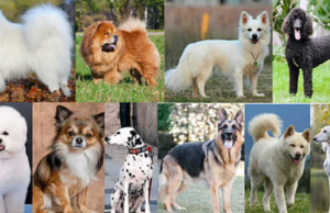 “செல்லப் பிராணிகளுக்கு உரிமம் இல்லையா? இன்று முதல் ₹5,000 அபராதம்!”