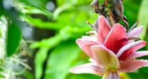 “வாழைப்பூ: ஆண்களுக்கும் பெண்களுக்கும் ஆரோக்கிய நாயகி – உடலுக்கும் உயிர்ச்சக்திக்கும் அற்புத பரிசு!”