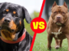“பிட்புல், ராட்வீலர் நாய் உரிமையாளர்களுக்கு முக்கிய அறிவிப்பு”