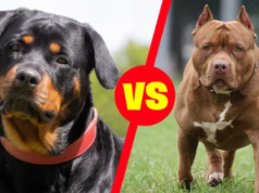 “பிட்புல், ராட்வீலர் நாய் உரிமையாளர்களுக்கு முக்கிய அறிவிப்பு”