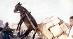 “அளவுக்கு மீறினால் அமிர்தமும் நஞ்சு” – ஒரு வாழ்க்கை உண்மை!