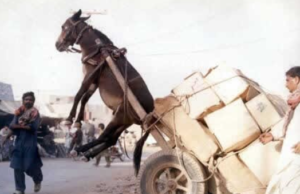 “அளவுக்கு மீறினால் அமிர்தமும் நஞ்சு” – ஒரு வாழ்க்கை உண்மை!