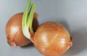 முளைத்த வெங்காயத்தை சாப்பிடலாமா? சாப்பிட்டால் என்ன ஆகும்?