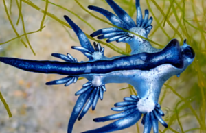 காசிமேடு கடற்கரையில் ஆபத்தான ‘ப்ளூ டிராகன்’… மக்கள் அச்சம்!