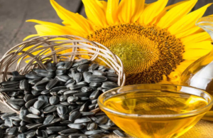ஒரு நாளைக்கு ஒரு ஸ்பூன் சூரியகாந்தி விதைகளை மட்டும் சாப்பிடுங்கள்.. சூப்பர் நன்மைகள்..