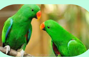 ”கிளிகள் – அறிவும் அழகும் கொண்ட பறவைகள்”