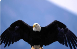 “ஒரு பறவை… ஆயிரம் ஊக்கங்கள்! – பருந்தின் ரகசியம்”