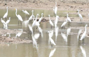 அமைதிக்குள் மறைந்த வேட்டையாளர் – கொக்கு சொல்லும் இயற்கை ரகசியம்