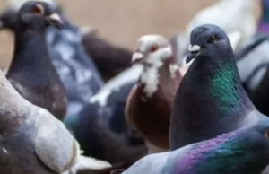 “மனிதனின் முதல் தூதர்… அமைதியின் சின்னம் புறா”