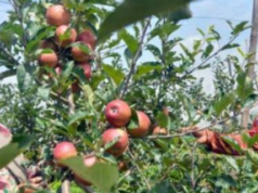 ”ஆப்பிள் பழத்துக்கு வந்த சோதனை… விவசாயிகள் கவலை”!