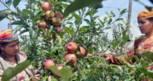 ”ஆப்பிள் பழத்துக்கு வந்த சோதனை… விவசாயிகள் கவலை”!