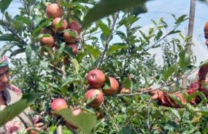 ”ஆப்பிள் பழத்துக்கு வந்த சோதனை… விவசாயிகள் கவலை”!