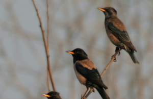 கூட்டம் கூட்டமாக வானில் பறக்கும் அதிசயம்… தூத்துக்குடியில் ரோசி ஸ்டார்லிங் வருகை