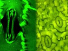 “மௌனமாக சுவாசிக்கும் தாவரங்களை மனிதர்கள் முதன்முறையாக நேரில் பார்த்துள்ளனர்!”