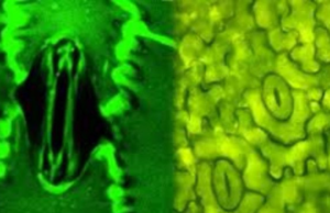 “மௌனமாக சுவாசிக்கும் தாவரங்களை மனிதர்கள் முதன்முறையாக நேரில் பார்த்துள்ளனர்!”