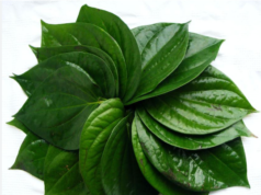 வெற்றிலையால் எத்தனை ஆரோக்கிய நன்மைகள் தெரியுமா?