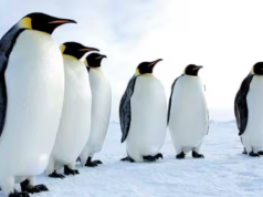 ”பறக்காத பறவை… இணையத்தை பறக்க வைத்த பென்குயின்”!