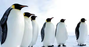 ”பறக்காத பறவை… இணையத்தை பறக்க வைத்த பென்குயின்”!