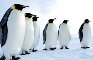 ”பறக்காத பறவை… இணையத்தை பறக்க வைத்த பென்குயின்”!