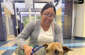 “மிகவும் ஆச்சரியமான மீட்பு: 10 வருடங்கள் கழித்து நாய் வீட்டிற்கு திரும்பியது!”