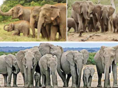 “சத்தமில்லாமல் பேசும் ஒரு உயிர் – யானை.”