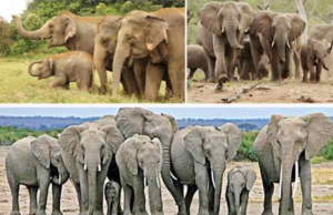 “சத்தமில்லாமல் பேசும் ஒரு உயிர் – யானை.”