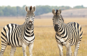 “இன்று சர்வதேச வரிக்குதிரை தினம் – வெள்ளை–கருப்பு கோடுகளில் மறைந்த அதிசயம்!”