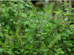 இதுதான் துளசியின் ரகசியம்.. இயற்கையின் அற்புதமான பரிசு..