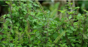 இதுதான் துளசியின் ரகசியம்.. இயற்கையின் அற்புதமான பரிசு..