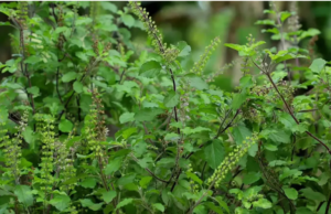 இதுதான் துளசியின் ரகசியம்.. இயற்கையின் அற்புதமான பரிசு..