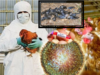 “தமிழகத்தில் பரவும் புதிய அச்சம்? காகங்களில் H5N1 வைரஸ் கண்டுபிடிப்பு”