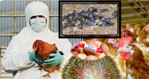 “தமிழகத்தில் பரவும் புதிய அச்சம்? காகங்களில் H5N1 வைரஸ் கண்டுபிடிப்பு”