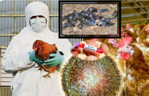 “தமிழகத்தில் பரவும் புதிய அச்சம்? காகங்களில் H5N1 வைரஸ் கண்டுபிடிப்பு”