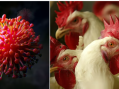 “Bird Flu: பயப்பட வேண்டிய வைரஸா, புரிந்துகொள்ள வேண்டிய வைரஸா?”