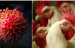 “Bird Flu: பயப்பட வேண்டிய வைரஸா, புரிந்துகொள்ள வேண்டிய வைரஸா?”